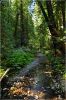Muir_Woods_(104).JPG
