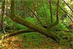 Muir_Woods_(30).JPG