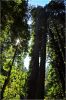 Muir_Woods_(49).JPG