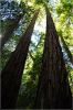 Muir_Woods_(92).JPG