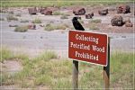 Petrified_Forest_(100).JPG