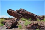 Petrified_Forest_(18).JPG