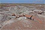 Petrified_Forest_(64).JPG