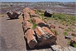 Petrified_Forest_(76).JPG