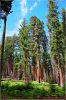 Sequoia_und_Kings_Canyon_(136).JPG