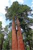 Sequoia_und_Kings_Canyon_(184).JPG