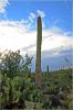 Tucson_(110).JPG