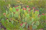Tucson_(53).JPG