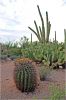 Tucson_(98).JPG