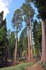 Yosemite___Mono_Lake_(263).JPG