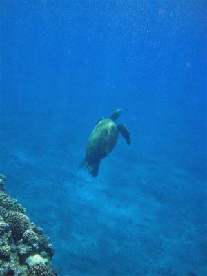 Unterwasser1_(Medium).jpg