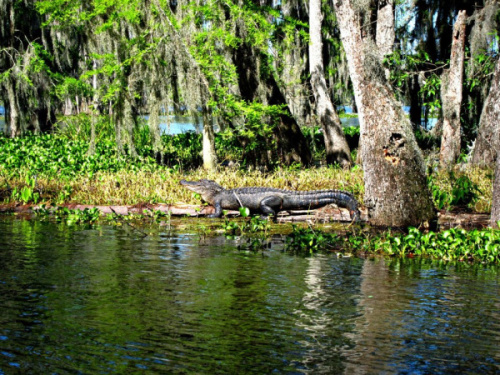 Swamp Tour
