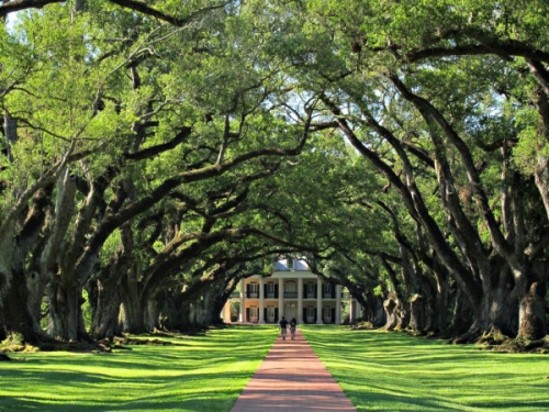 Oak Alley
