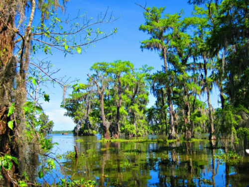 Swamptour

