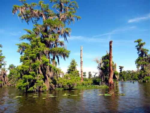 Swamp Tour

