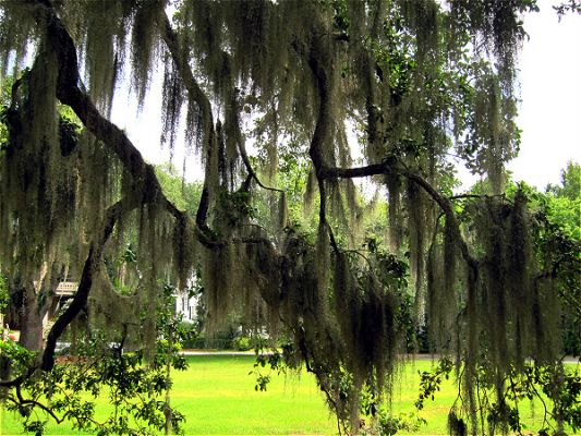 Beaufort
