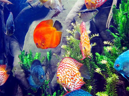 Atlanta Aquarium
