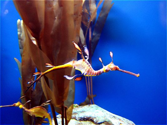 Atlanta Aquarium
