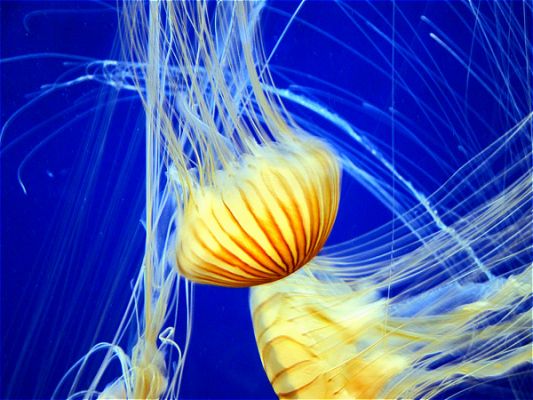Atlanta Aquarium
