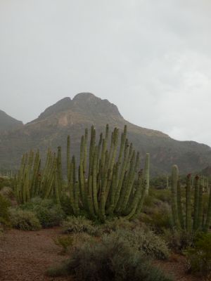 P8113309a.jpg