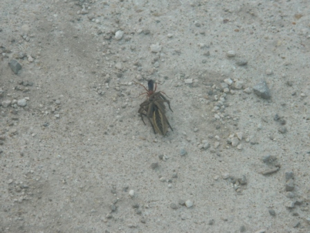 DSCN9452.JPG