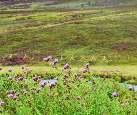 Highlands
