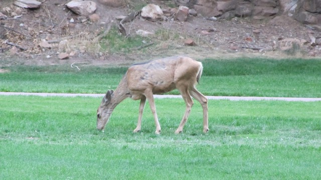 IMG_0278_01.jpg