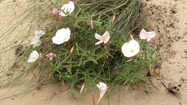 IMG_0580_12.jpg