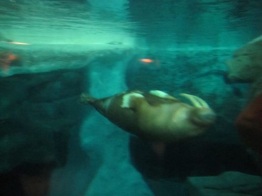FL1_56.jpg