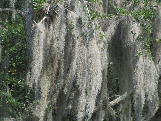 FL2_38.jpg