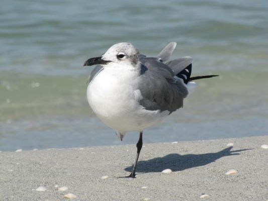 FL4_34.jpg