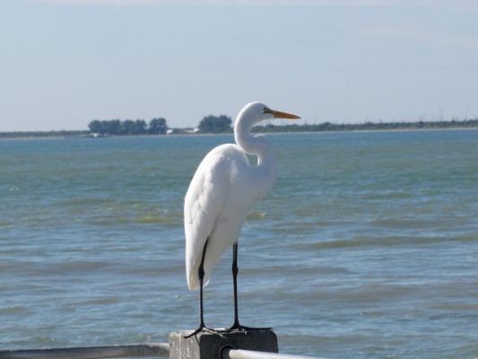 FL5_11.jpg