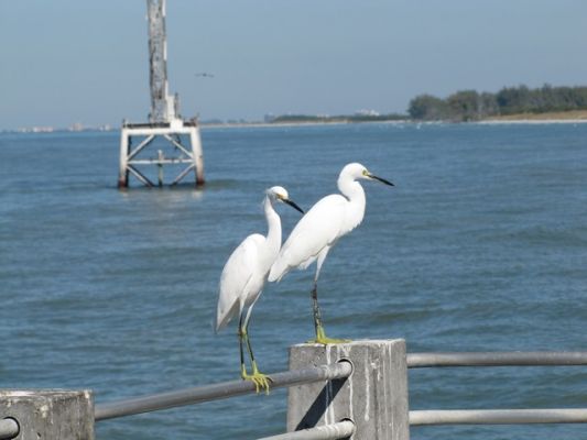 FL5_15.jpg