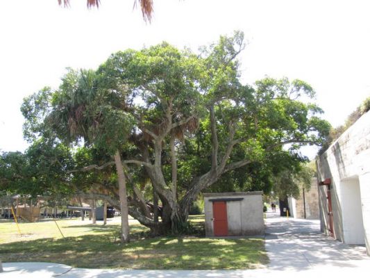 FL5_24.jpg