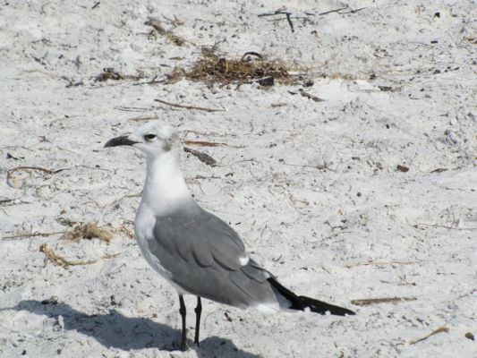 FL5_33.jpg
