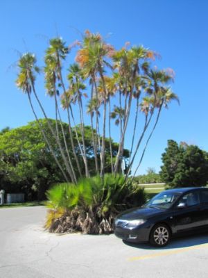 FL5_43.jpg
