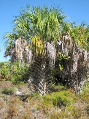 FL5_56.jpg