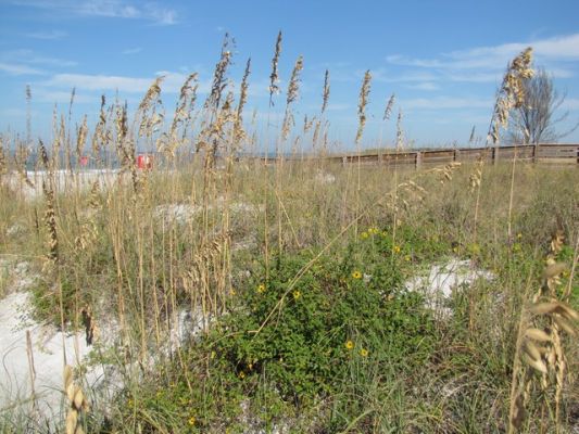 FL5_9.jpg