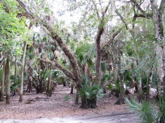 FL6_48.jpg