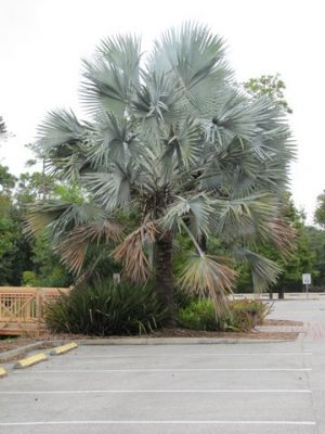 FL7_25.jpg