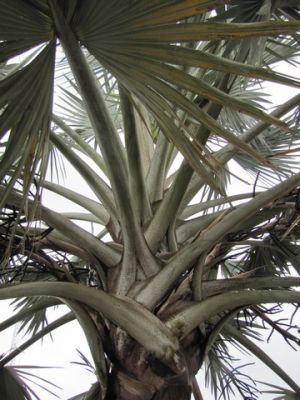 FL7_26.jpg