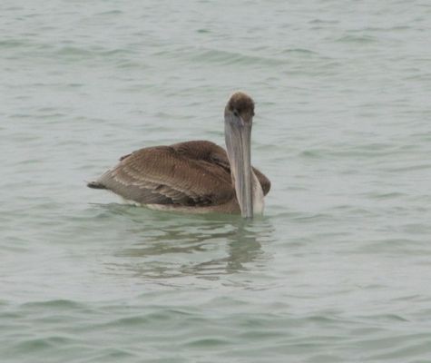 FL7_5.jpg