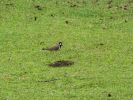 IMG_4035_42.jpg