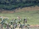 IMG_4767_07.jpg