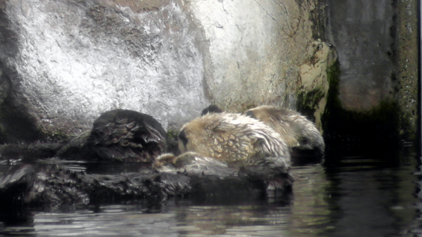 Tag 3
Monterey Bay Aquarium
