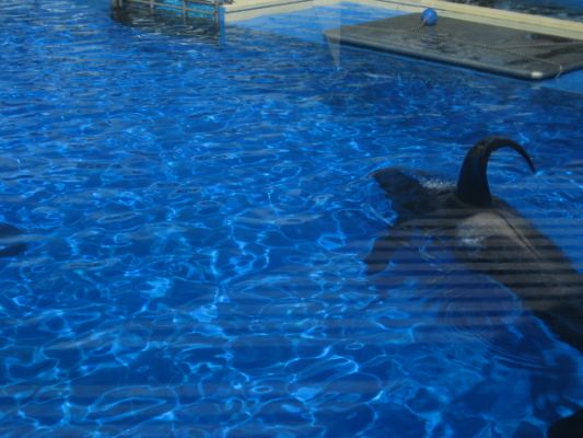 Seaworld
