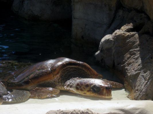 Seaworld
