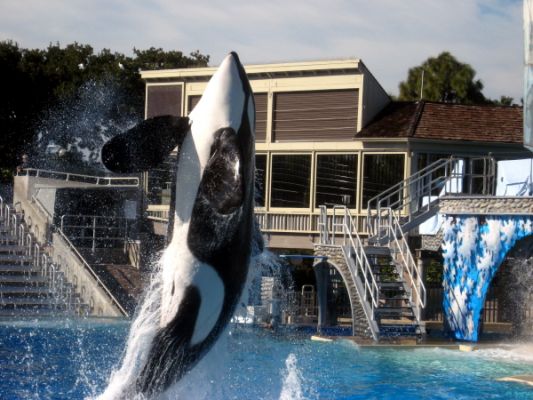 Seaworld SHAMU
