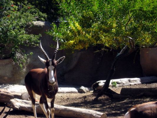 San Diego Zoo
