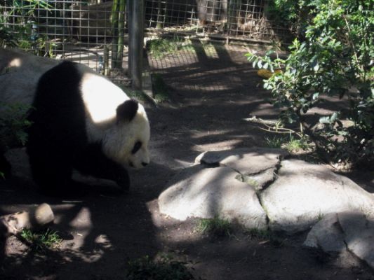 San Diego Zoo
